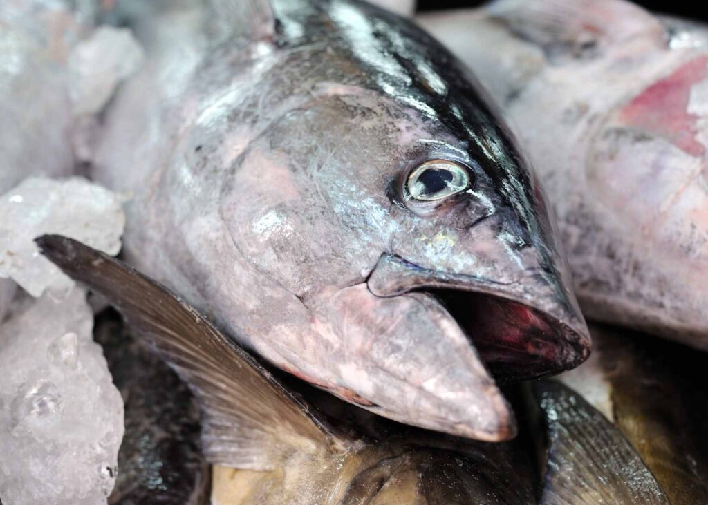 close up shot of a tuna fish